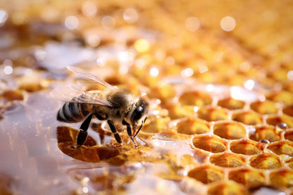 Local Organic Honey – 100% Raw & Unfiltered – 16oz